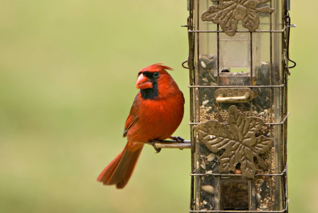 A male cardinal at a bird feeder