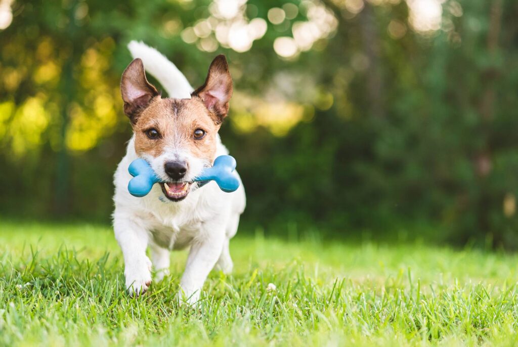 Cute dog with blue toy bone running in the grass