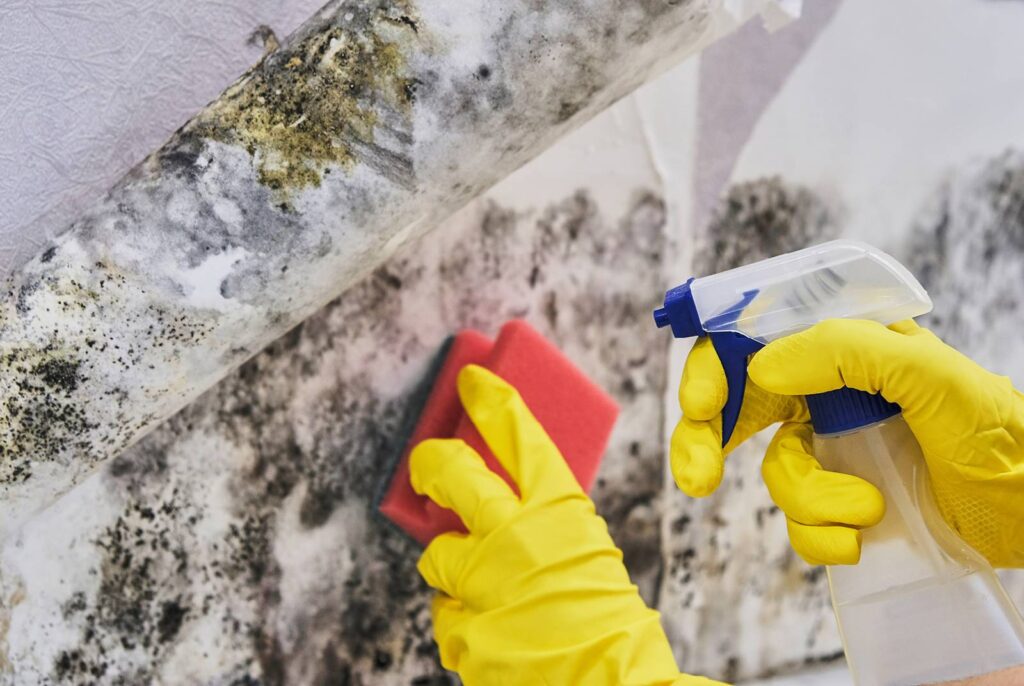 mold remediation