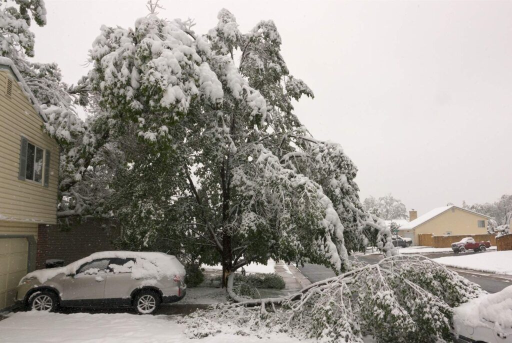 Fallen tree  branch heavy with snow on top of a car parked in near driveway