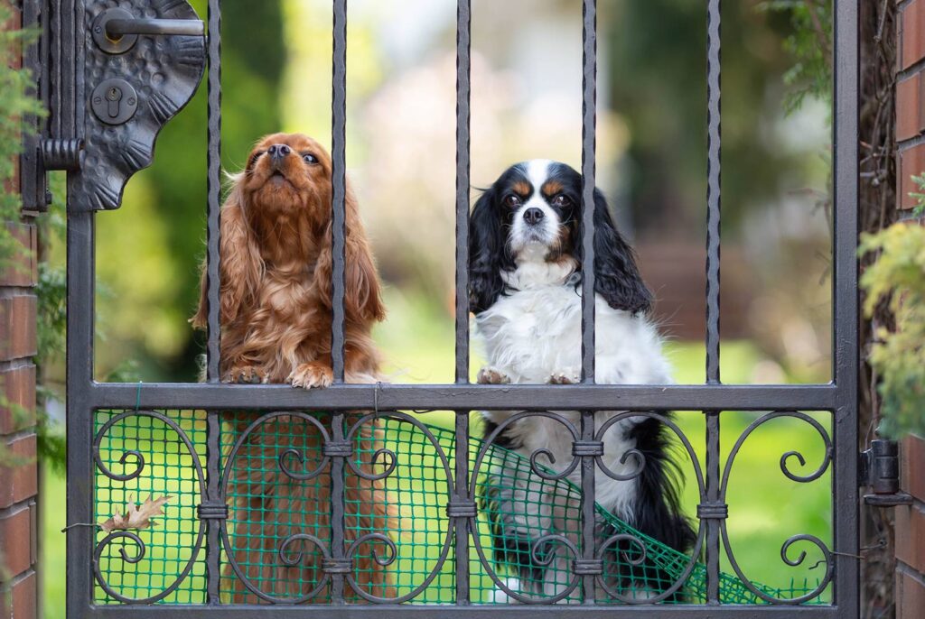 Two cute dogs look wistfully through a wrought iron gate