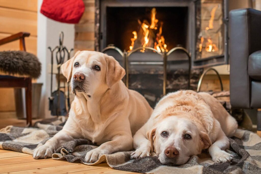 Two yellow labs lounging on a plaid blanket in front of a cozy fire in the fireplace