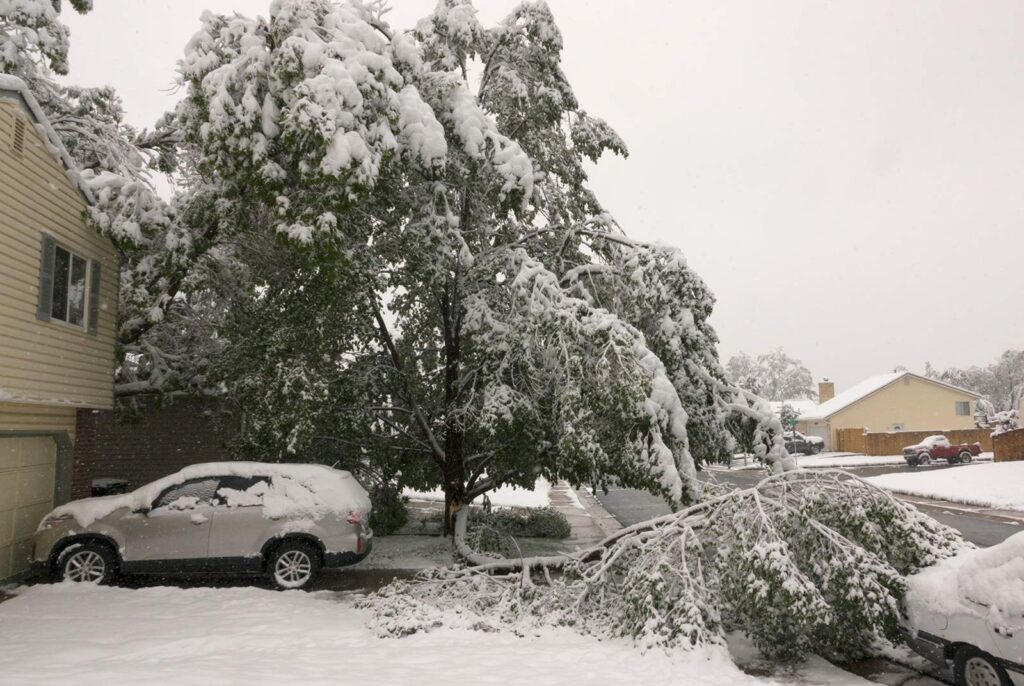 A snow-covered tree has fallen onto a driveway and a car during a winter storm in a residential neighborhood.