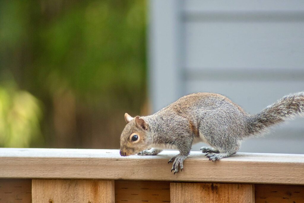 a squirrel on fence